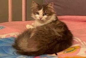 Disappearance alert Cat Female , 2 years Suresnes France