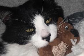 Disappearance alert Cat miscegenation  Male , 1 years La Bernerie-en-Retz France