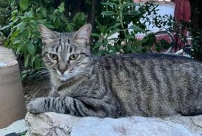 Disappearance alert Cat miscegenation  Female , 3 years Nîmes France
