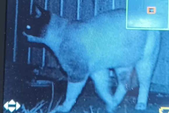 Discovery alert Cat  Unknown Saint-Hilaire-Foissac France