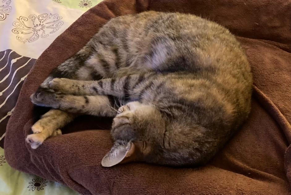 Disappearance alert Cat Female , 8 years Riedisheim France