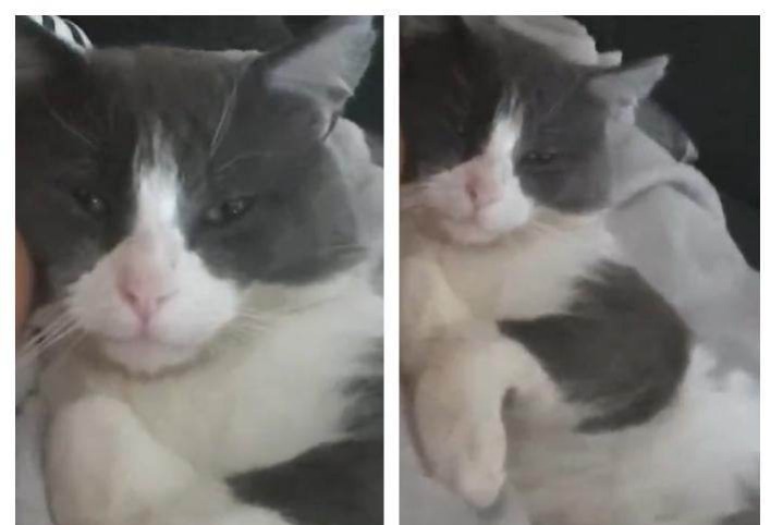 Disappearance alert Cat Male , 5 years Jaunay-Marigny France