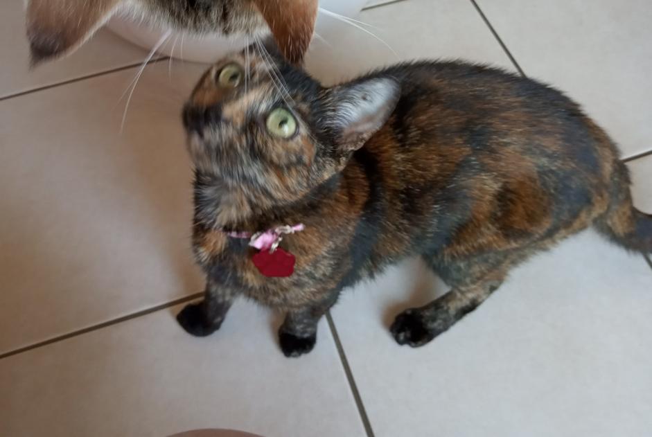 Disappearance alert Cat miscegenation  Female , 10 years Saint-Aubin-de-Scellon France