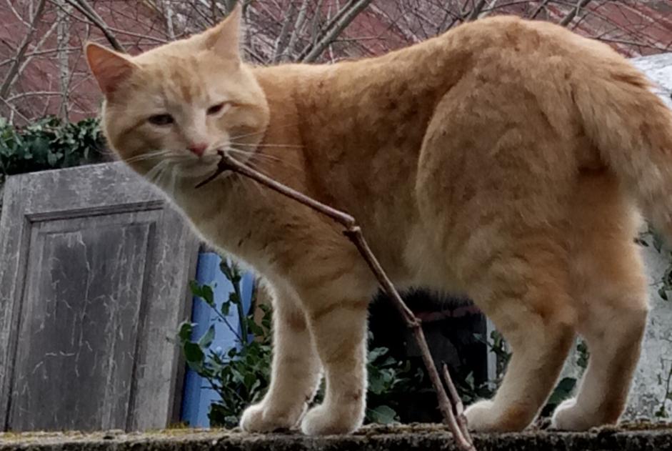 Discovery alert Cat  Male Nantes France
