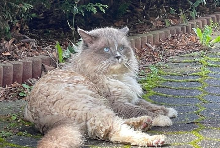Discovery alert Cat   Male Mouilleron-le-Captif France