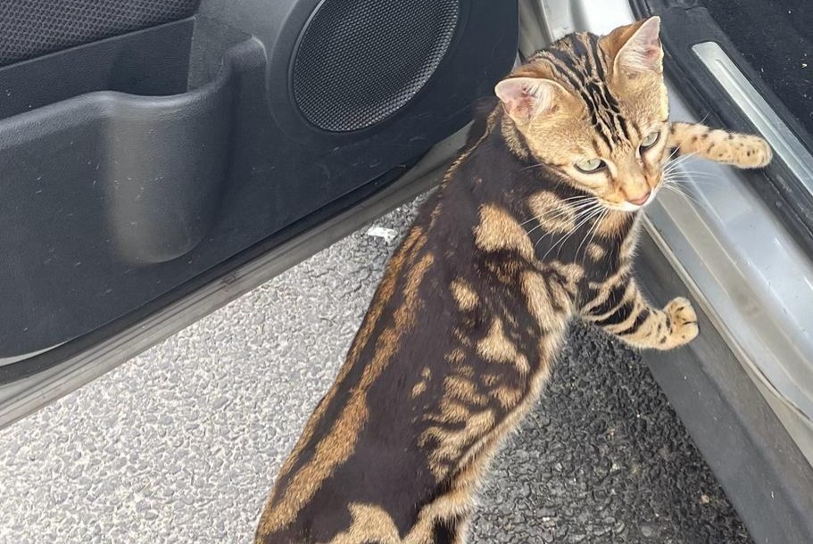 Disappearance alert Cat  Male , 1 years Villeurbanne France