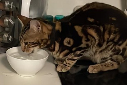 Disappearance alert Cat  Male , 1 years Villeurbanne France