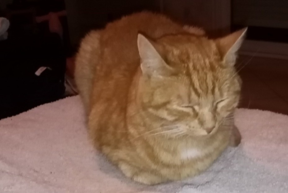 Disappearance alert Cat miscegenation  Female , 6 years Landavran France