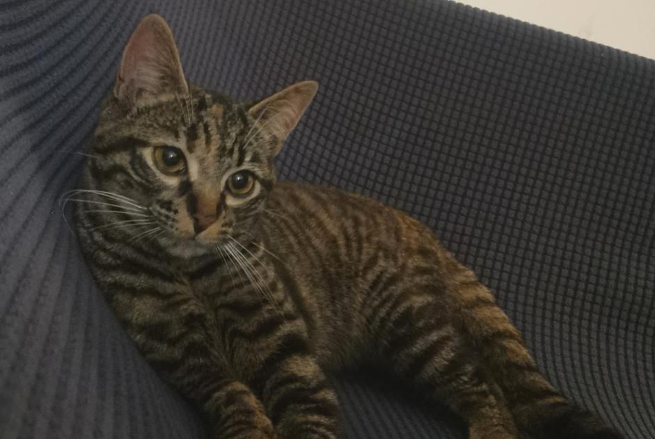 Discovery alert Cat Female Lagord France