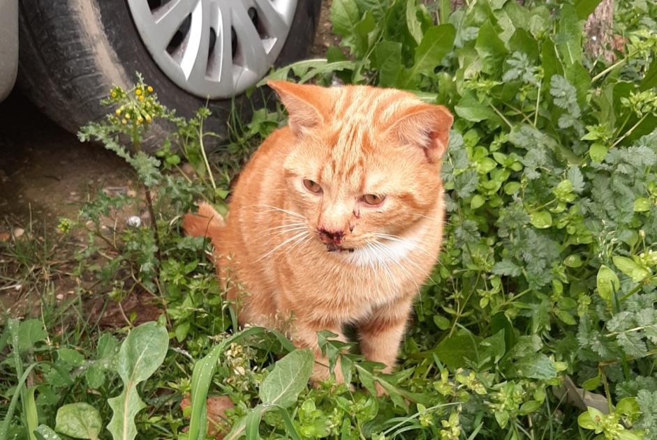Discovery alert Cat Unknown Seyssinet-Pariset France