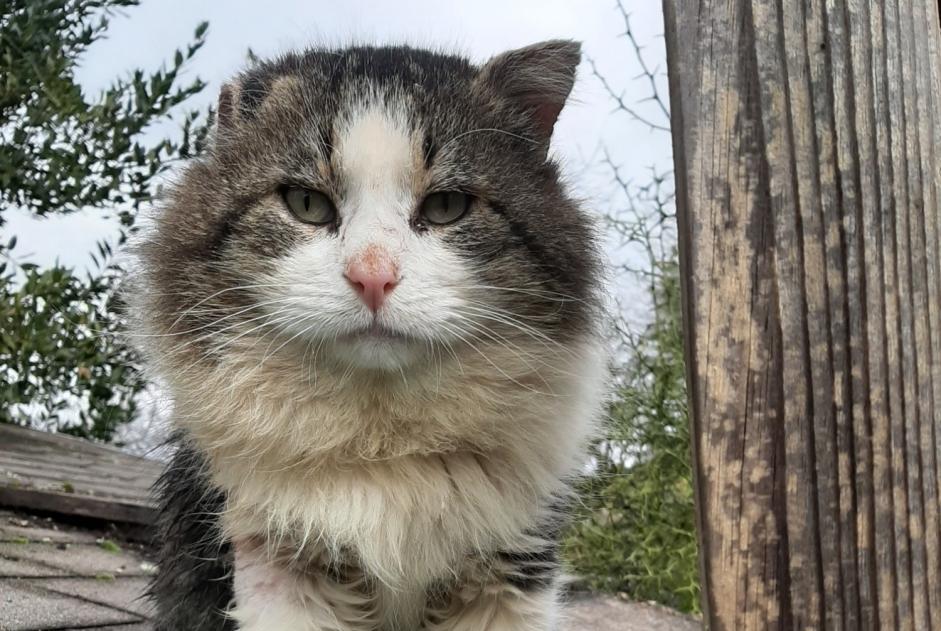 Discovery alert Cat Unknown Ormoy-la-Rivière France