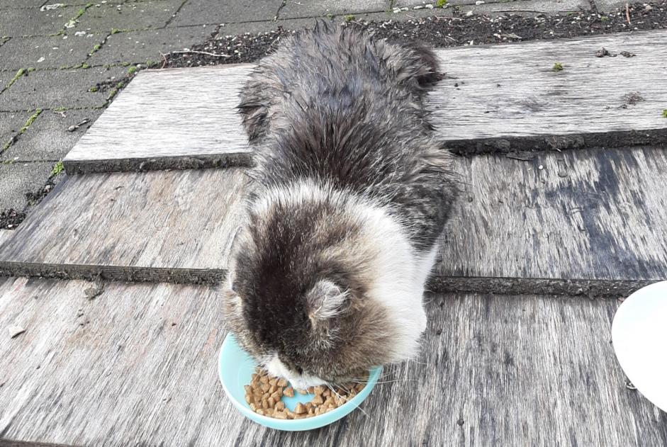 Discovery alert Cat Unknown Ormoy-la-Rivière France