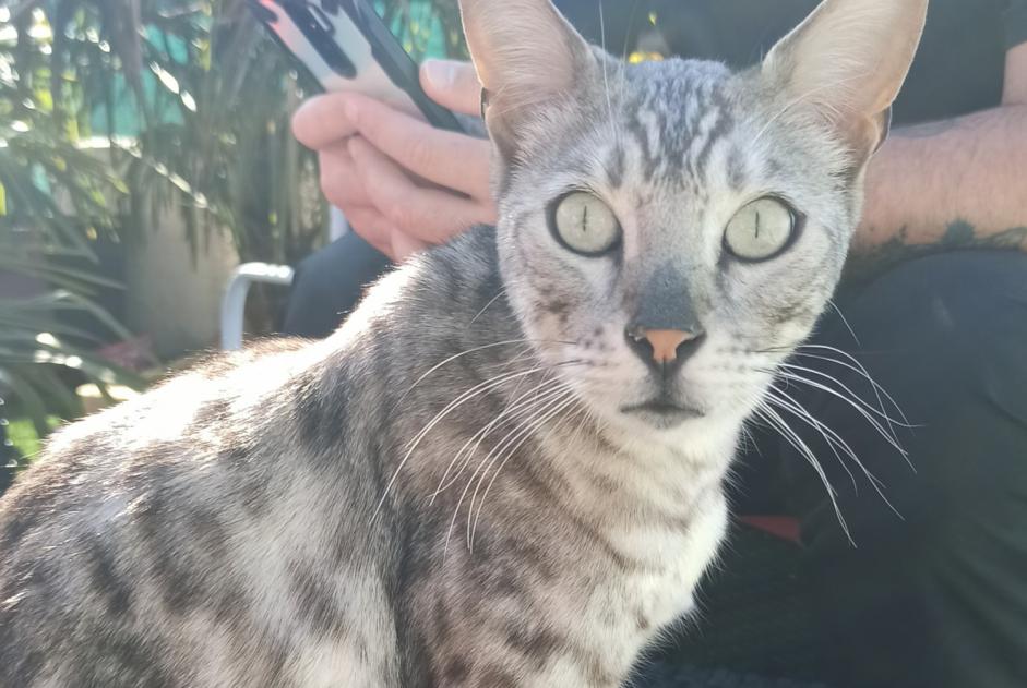Disappearance alert Cat  Male , 5 years Vergongheon France