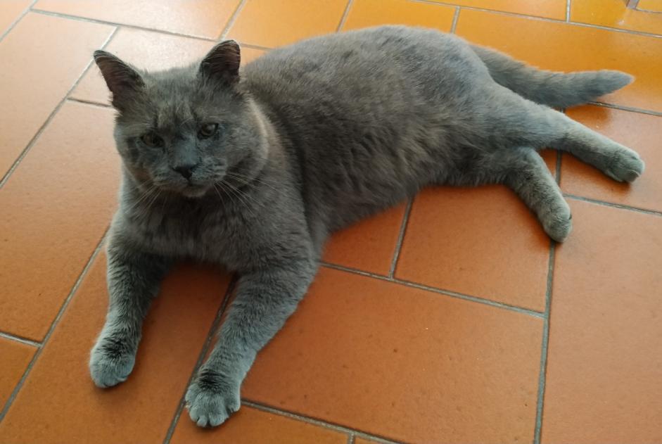 Discovery alert Cat  Male Coulaines France