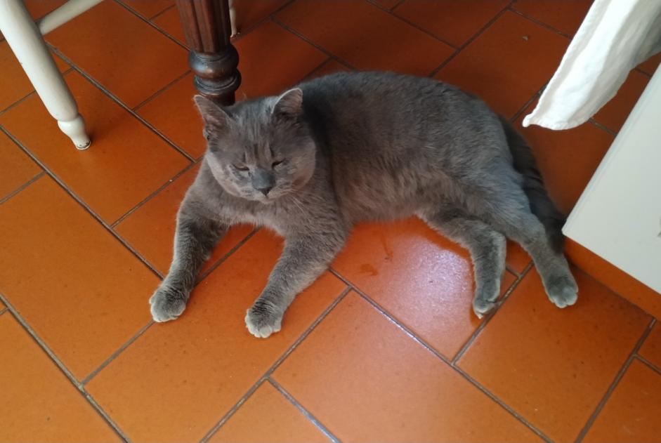 Discovery alert Cat  Male Coulaines France