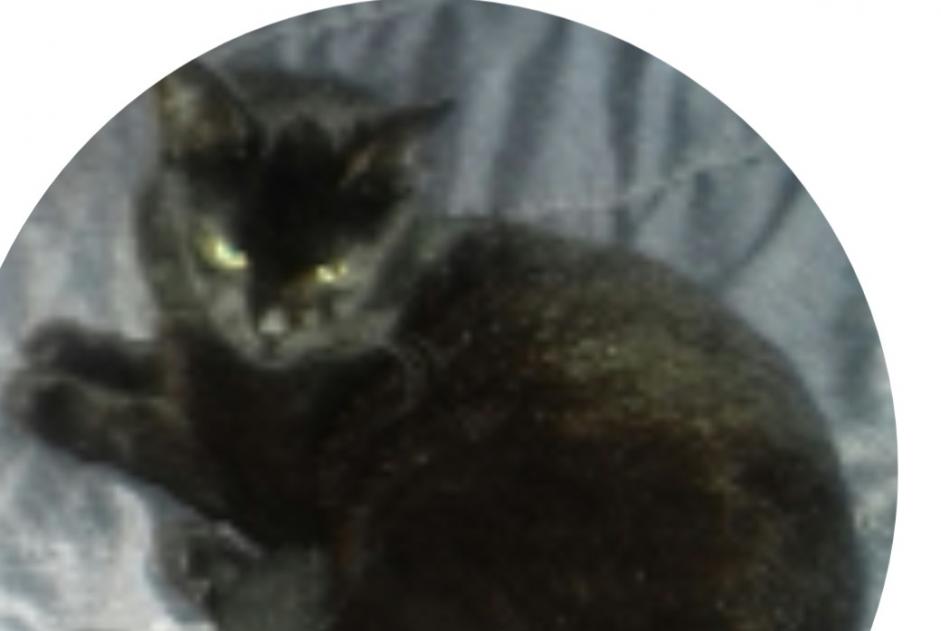 Disappearance alert Cat miscegenation  Male , 5 years Trouy France