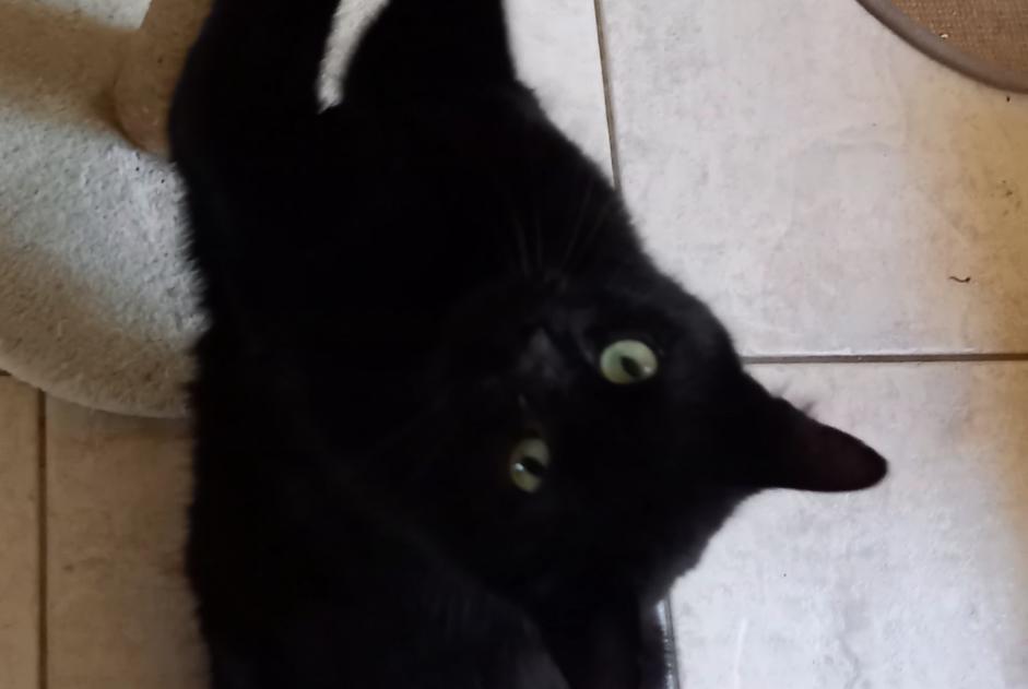 Disappearance alert Cat miscegenation  Male , 5 years Trouy France