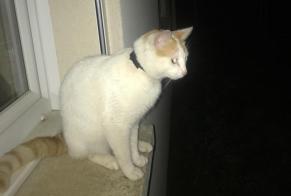 Discovery alert Cat miscegenation  Male Auneau-Bleury-Saint-Symphorien France
