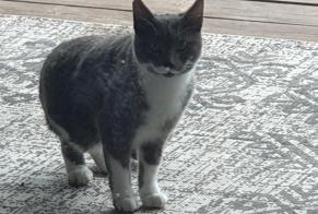 Discovery alert Cat  Unknown Montbonnot-Saint-Martin France