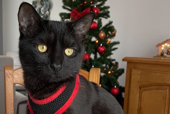 Disappearance alert Cat Female , 3 years Séreilhac France