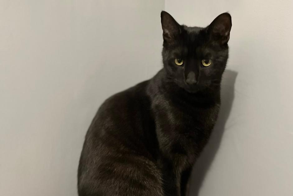 Disappearance alert Cat Female , 3 years Séreilhac France