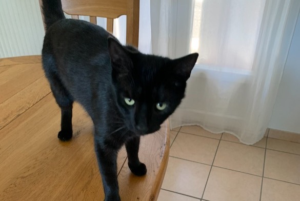 Disappearance alert Cat Female , 3 years Séreilhac France