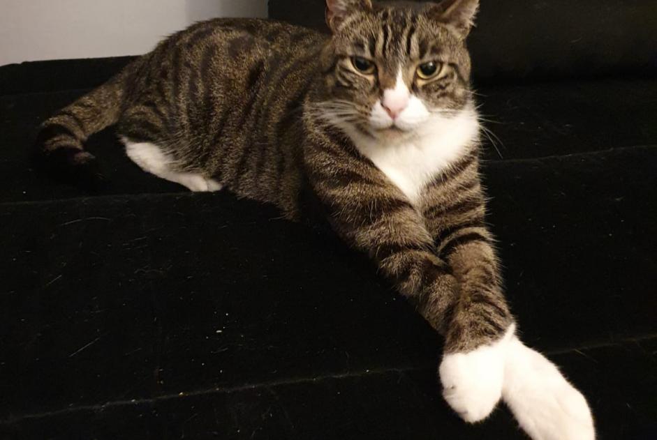 Disappearance alert Cat  Male , 2 years Épinay-sur-Seine France