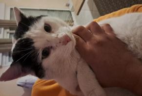 Discovery alert Cat  Male Auxerre France