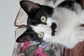 Discovery alert Cat Male La Roche-sur-Yon France