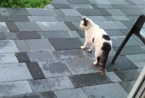Discovery alert Cat Unknown Perigny France