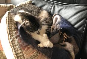 Disappearance alert Cat miscegenation  Male , 7 years Belleville-sur-Meuse France