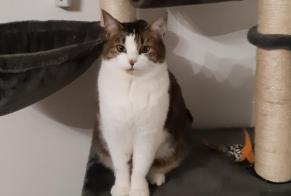 Disappearance alert Cat Female , 5 years Valdallière France