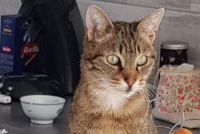 Discovery alert Cat Female Seichamps France