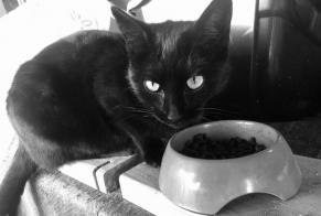 Disappearance alert Cat Female , 2 years Saint-Sixte France