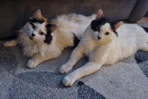 Disappearance alert Cat miscegenation  Female , 1 years Villeneuve France