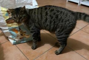 Disappearance alert Cat miscegenation  Male , 1 years Lézat-sur-Lèze France