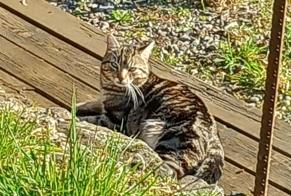 Discovery alert Cat Unknown Seilhac France