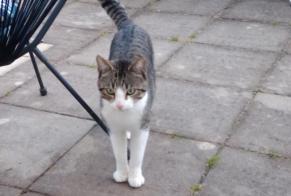 Discovery alert Cat Male Dompierre-sur-Yon France