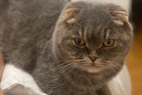 Disappearance alert Cat  Male , 2 years Saint-Maur-des-Fossés France
