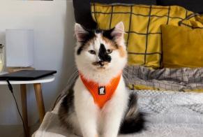 Disappearance alert Cat miscegenation  Female , 1 years Amiens France