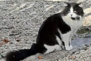 Discovery alert Cat Unknown Sucé-sur-Erdre France