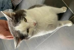 Discovery alert Cat Male , 4 years Truyes France
