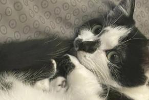 Disappearance alert Cat Male , 4 years Rennes France