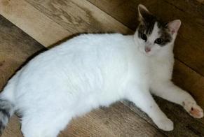Disappearance alert Cat miscegenation  Female , 1 years Dun-sur-Auron France