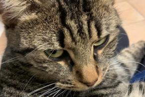 Disappearance alert Cat Female , 2 years Nice France