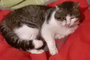 Discovery alert Cat Male Saint-Gildas-des-Bois France