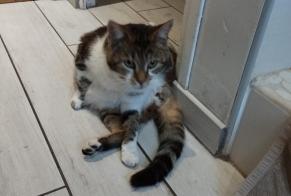 Discovery alert Cat Male La Chapelle-Aubareil France