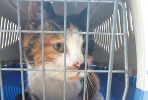 Discovery alert Cat  Female Moissy-Cramayel France