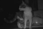 Discovery alert Cat  Unknown La Rochefoucauld-en-Angoumois France