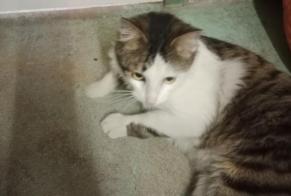 Discovery alert Cat Unknown Vigneux-sur-Seine France